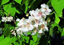 Katalpa zwyczajna (zwana także surmią zwyczajną lub surmią bignoniową) - dorasta do 8-10 m, ma duże, jasnozielone liście i bardzo ładne, białe kwiaty, które rozwijają się w lipcu. Dobrze rośnie nawet w piaszczystej glebie