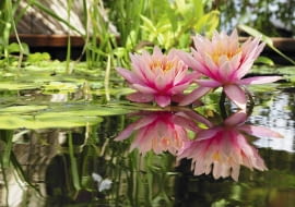 Stitched Panorama SLOWA KLUCZOWE: nénuphar fleur flore bassin aquatique inflorescence jardin reflet bassin d'agrément agrément floraison pétales eau biotope