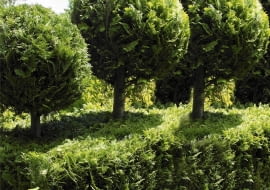 Chamaecyparis obtusa 'Golden Wonder'. (faux-cypres), taillé en boule, Golden hinoke cypress, Cupressaceae, Conifere, Feuillage persistant, Collection du jardin botanique de la Presle. Brochet Lanvin SLOWA KLUCZOWE: Pflanze Pflanzen Topiari Topiary kugelartig