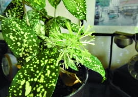 Fot.: Rafał Rzekiecki