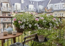 Pelargonia w donicy zwisająca