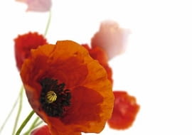 Jednoroczny mak polny (Papaver rhoeas) to nie tylko symbol lata, lecz również roślina wskaźnikowa - świadczy o tym, że gleba jest gliniasta i zasobna w wapń