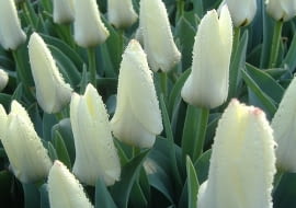 Rośliny cebulowe. Tulipan Concerto