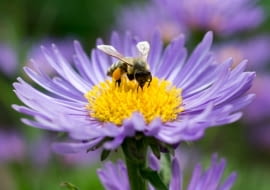 To nie szkodzi owadom