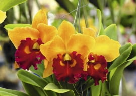 'Yellow Royalty' w słonecznej żółci z kroplą czerwieni.