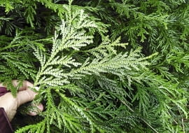 Thujopsis dolobrata at UBCBG