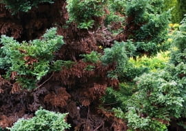 NA IGŁACH CYPRYSIKA BRĄZOWE PLAMY pokryte szarym nalotem. Przyczyna: szara plesń.