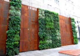 Wrocławska zielona ściana przy Urzędzie Miejskim