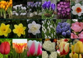 kwiaty cebulowe - konkurs