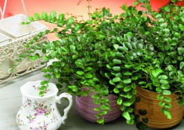 28.08.2008 WARSZAWA SESJA ROSLINY WE WNETRZUNZ PAPROCIE - CIEMNOTKA OKRAGLOLISTNADLA CZASOPISMA KWIETNIKFOT. ARKADIUSZ SCICHOCKI / AGENCJA GAZETAPUBLIKACJA KWIETNIK NR 11 (167) - 11 2008