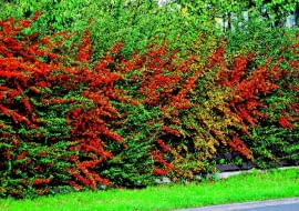 KRZEW OWOCE OGNIK PYRACANTHA COCCINEA ZYWOPLOT FOT. LILIANNA SOKOLOWSKA PUBLIKACJA KWIETNIK NR 10 (166) - 10 2008