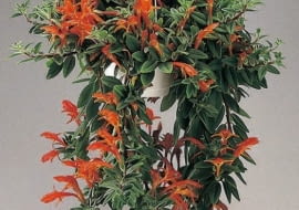 Kolumnea najlepiej rośnie w wiszących doniczkach. Jej pędy skracamy po kwitnieniu.