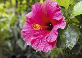 Róża chińska (Hibiscus rosa-sinensis) porażona przez plamistość liści słabiej rośnie.
