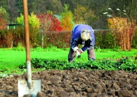 Grządki przekopujemy i pozostawiamy na zimę w tzw. ostrej skibie