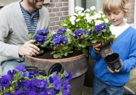 Bratki na balkonie. Kompozycje