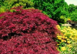 Klon palmowy (Acer palmatum) 'Atropurpureum'
