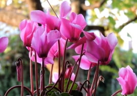 Cyklameny