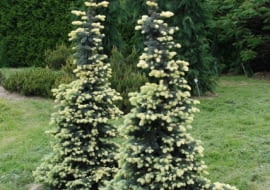 Świerk kłujący (Picea pungens) 'Białobok'. Iglaki