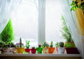 Rośliny doniczkowe zimą są szczególnie narażone na choroby.