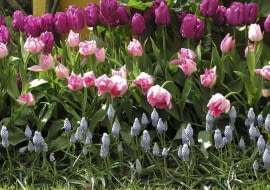 OGROD RABATKA KOMPOZYCJA ROSLINY CEBULOWE KWIATY TULIPANY , SZAFIRKI FOT. EWA NARKIEWICZ PUBLIKACJA KWIETNIK NR 9 (165) - 9 2008 SLOWA KLUCZOWE: ROSLINY KWIATY ZDJĘCIE DO WKŁADKI: PUBLIKACJA KWIETNIK NR 9 (165) - CZASOPISMA