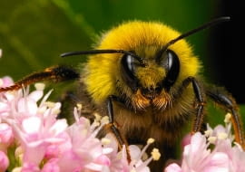 Trzmiel rudy buszujący po kwiatach kozłka lekarskiego.