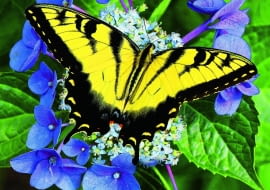 Barry Blackburn shutterstock