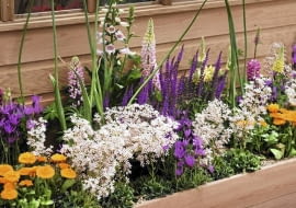 Kwiaty balkonowe. Fioletowa smukła szałwia omszona i lawenda francuska, różowe łubiny i naparstnica, pomarańczowe nagietki i bladoróżowa skalnica