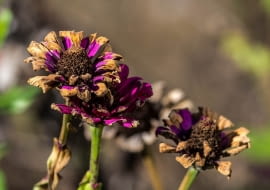 Przemarznięty kwiat