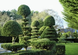 Przycinany cis fantastycznie się zagęszcza. Można z niego formować dowolne bryły. Tę cechę doceniali już twórcy barokowych ogrodów w Europie.
