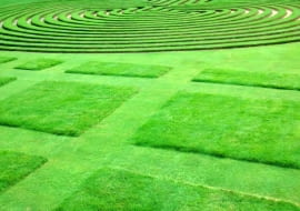 To już nie trawnik, ale prawdziwy ogrodowy dywan o ciekawej fakturze. Wzory uzyskujemy dzięki zmiennej wysokości koszenia.