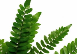 28.08.2008 WARSZAWA SESJA ROSLINY WE WNETRZU PAPROCIE DLA CZASOPISMA KWIETNIK NZ GALAZKA PAPROCI CIEMNOTKA SIERPOWATA ARANZACJA ANETA KOSIBA FOT. ARKADIUSZ SCICHOCKI / AGENCJA GAZETA PUBLIKACJA KWIETNIK NR 11 (167) - 11 2008