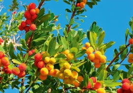 W gronach rozwija się nawet do pięćdziesięciu białawych kwiatów, ale zawiązuje się z nich nie więcej niż 10 owoców.