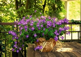 Takie dorodne skrętniki 'Blue Fountain' pojawiają się w kwiaciarniach na początku lata. Na cienistym balkonie kwitną i kwitną... Wystarczy czasem podlać je roztworem nawozu.