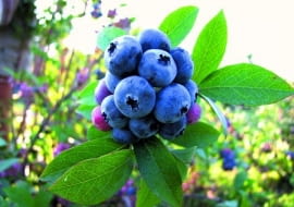 Borówka amerykańska - odmiana Patriot