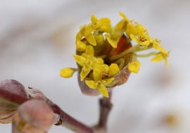 WikimediaCommons/Derek Ramsey