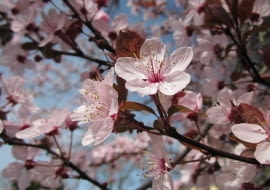 Mirabelka. Śliwa Ałycza