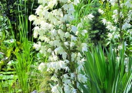 Dzwonkowate kwiaty juki zebrane są w wiechy kwiatostanów.