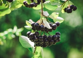 Aronia