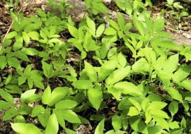 03.05.2003 ZWIERZYNIEC WOJEWODZTWO LUBELSKIE BYLINY WIOSNA CHWASTY PODAGRYCZNIK POSPOLITY AEGOPODIUM PODAGRARIA MLODE LISCIE FOT PAWEL SLOMCZYNSKI / AGENCJA GAZETA SLOWA KLUCZOWE: ROSLINY