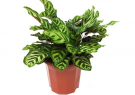 WYJĄTKOWO URODZIWE liście kalatei wyglądają zdrowo tylko w wilgotnej atmosferze.