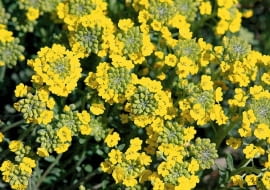 SMAGLICZKA GORSKA ( ALLYSSUM MONTANUM ) - ROSLINA , BYLINA , KWIATY FOT. EWA NARKIEWICZ PUBLIKACJA KWIETNIK NR 4 (184) - 4 2010