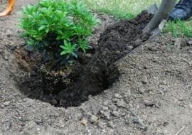 Sadzenie roślin. Bryłę korzeniową obsypujemy glebą