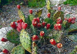 KAKTUS OPUNCJA OPUNTIA OWOC JADALNY SUKULENT W OGRODZIE FOT. ADAM IHNATOWICZ SLAJD MALY PUBLIKACJA KWIETNIK NR 3 (99) - 03.2003