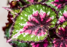 Begonia królewska (Begonia rex 'Paso Doble')