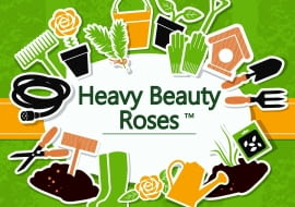 Heavy Beauty Roses