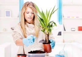 Przesadzanie roślin doniczkowych