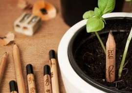 Sprout Pencils, zioła z ołówka