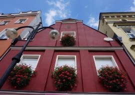 Burza czerwonych pelargonii na fasadzie zabytkowej kamienicy - jak widać, nie trzeba balkonu, aby wyeksponować urodę kwiatów.