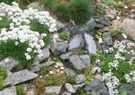 Schivereckia podolica Saxifraga arendsii i fragment skalniaka