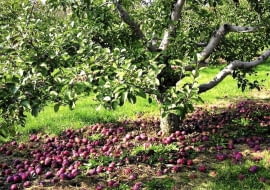 Jesienią spady owoców trzeba starannie zbierać. Porażonych owoców nie kompostujemy, by nie roznosić chorób